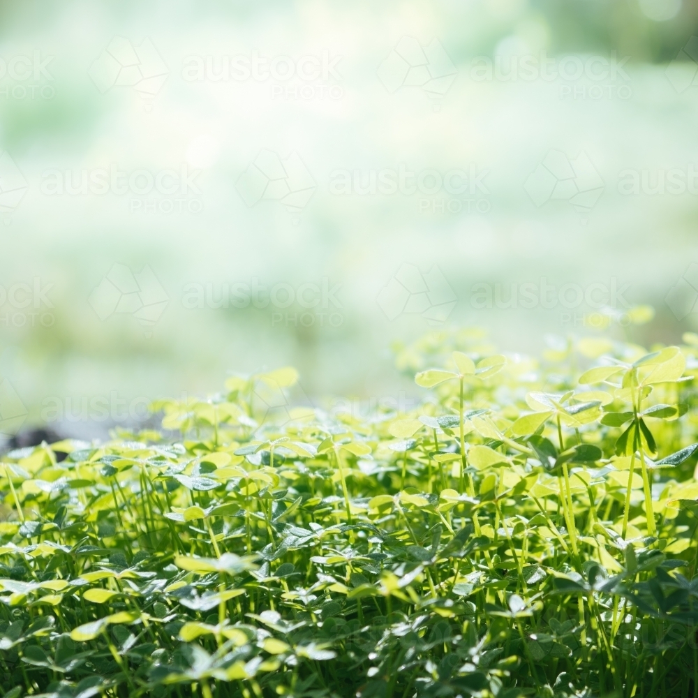 Fresh design: green clover on blurred nature background. - Australian Stock Image