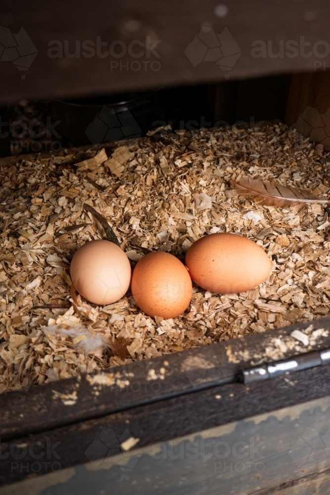 Fresh Eggs in a Nesting Box - Australian Stock Image