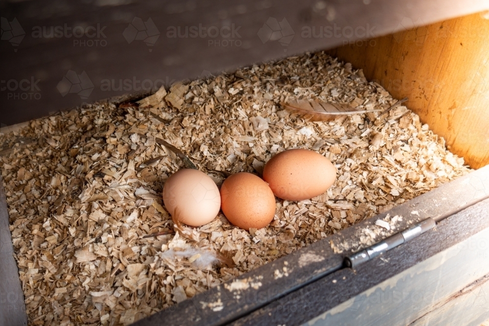 Fresh Eggs in a Nesting Box - Australian Stock Image