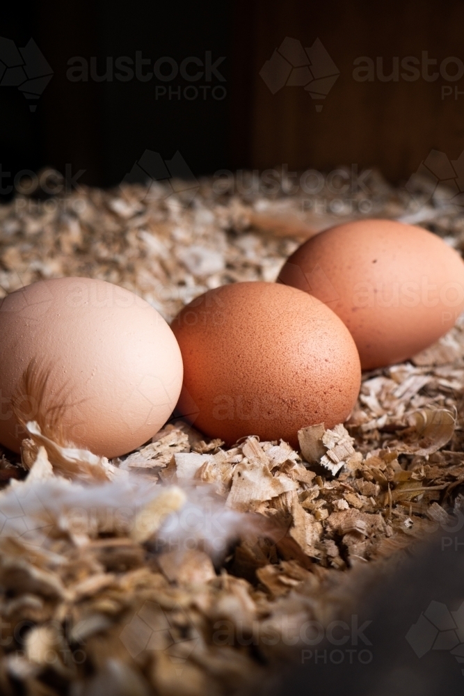 Fresh Eggs in a Nesting Box - Australian Stock Image