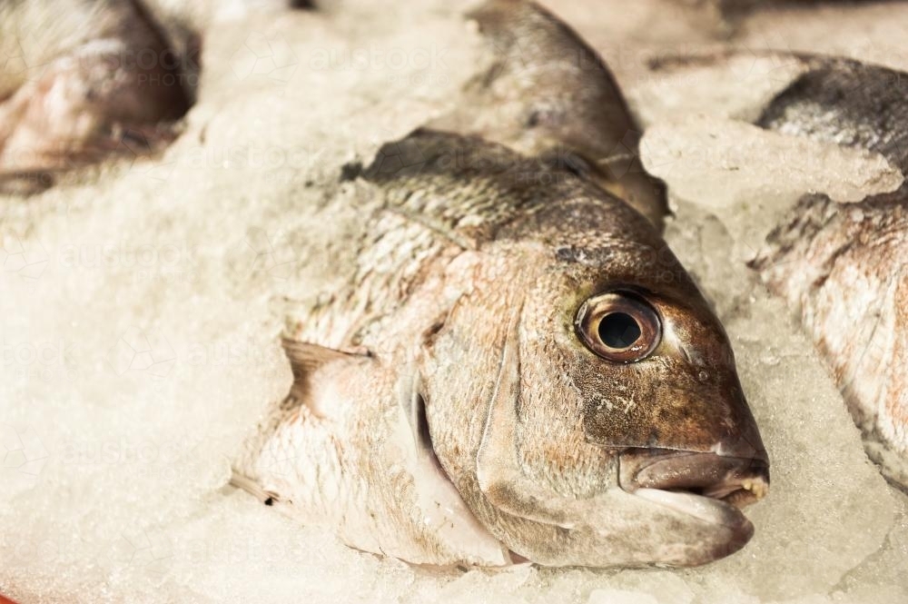 fresh fish on ice - Australian Stock Image