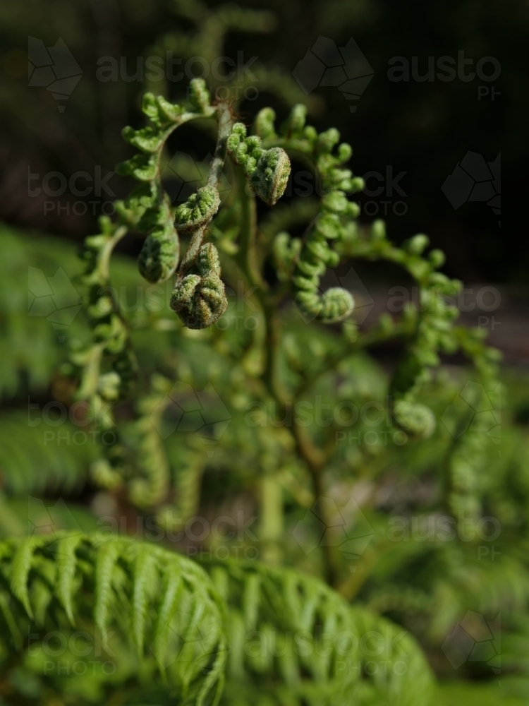 Fresh green fern frond unfurls after recent rains - Australian Stock Image