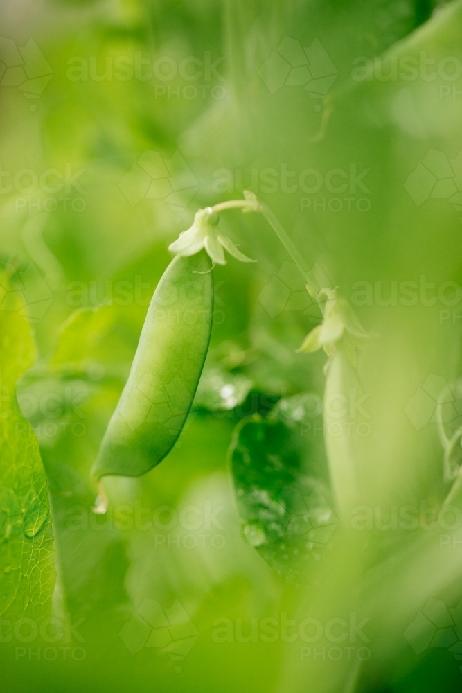 Fresh green sugar snap pea - Australian Stock Image