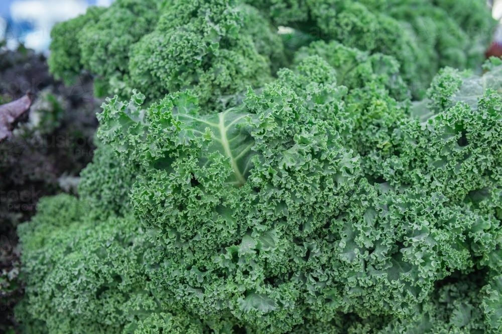 Fresh kale from the veg markets - Australian Stock Image