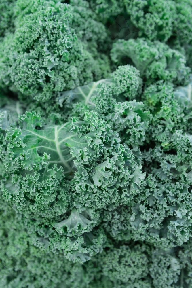 Fresh kale from the vegetable markets - Australian Stock Image