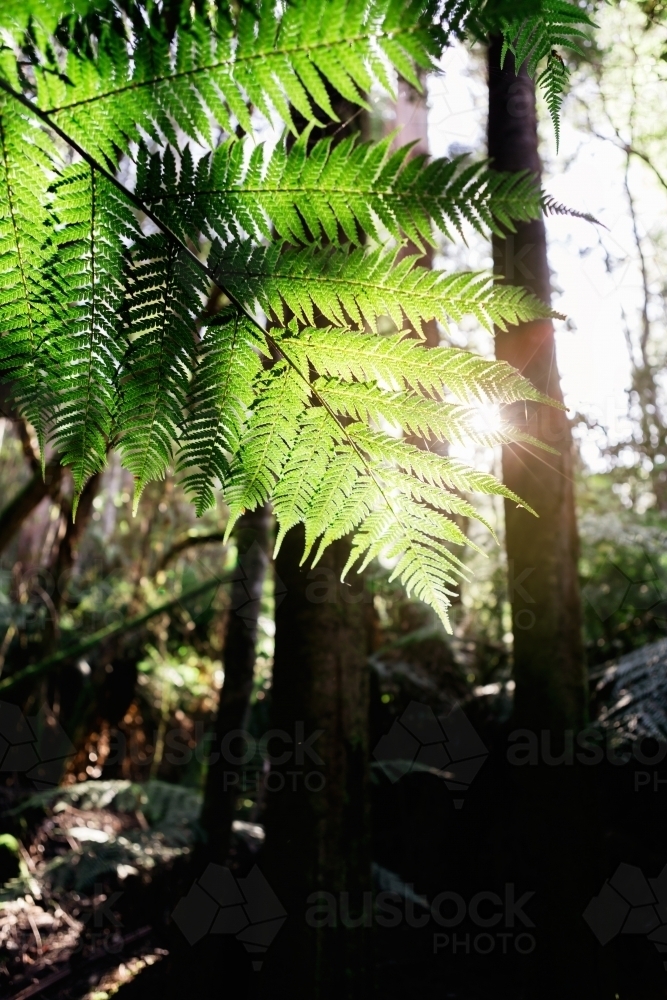 Fresh lush green fern in Tasmanian National Park - Australian Stock Image