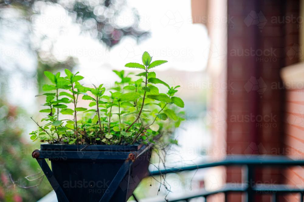 Fresh mint plants flourish in a vertical garden on a sunny apartment balcony - Australian Stock Image