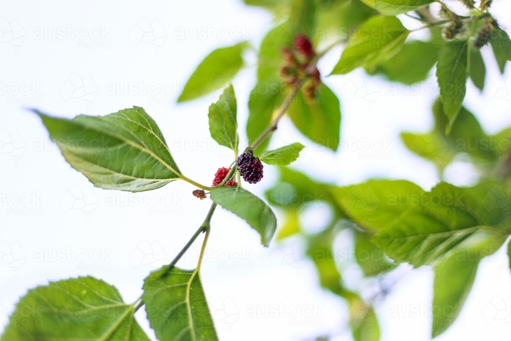 Fresh mulberry berries ripe and ready for picking on large fruit tree - Australian Stock Image