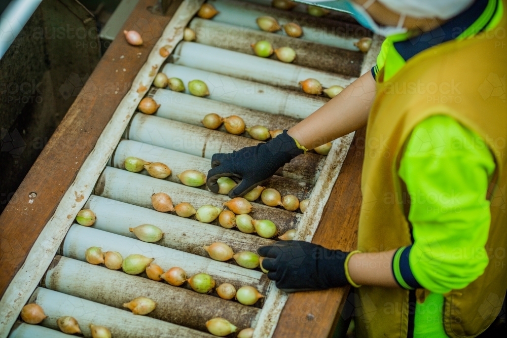 Fresh onions being graded - Australian Stock Image