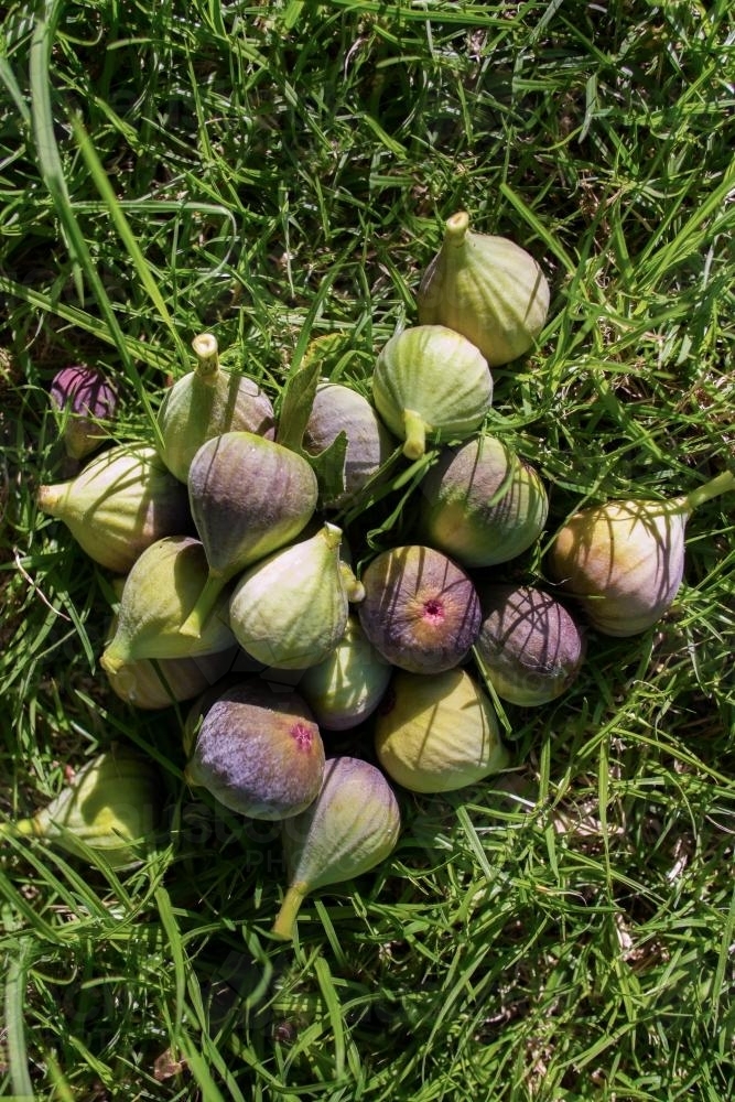 Image of Fresh Organic Figs Austockphoto