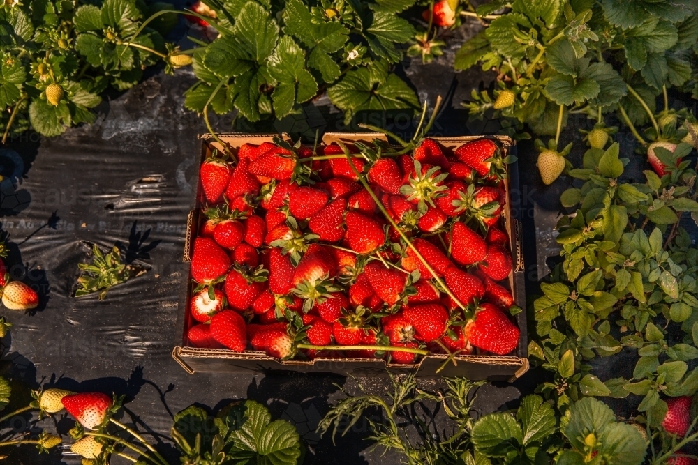 fresh picked strawberries - Australian Stock Image