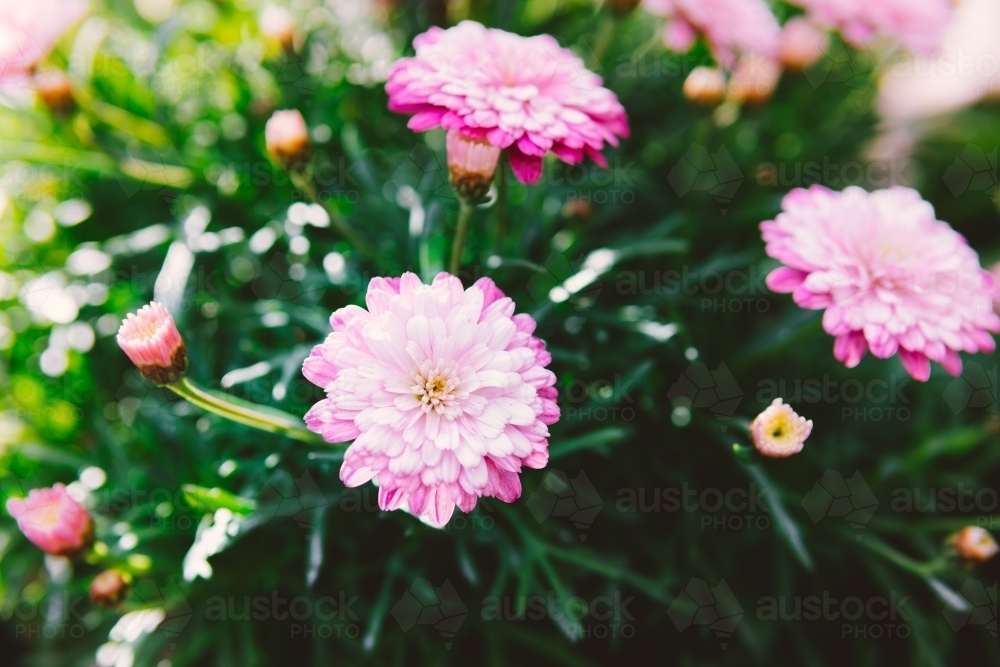 Fresh pink daisy on blurred background. - Australian Stock Image