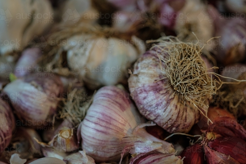 Fresh Purple Garlic Bulbs - Australian Stock Image