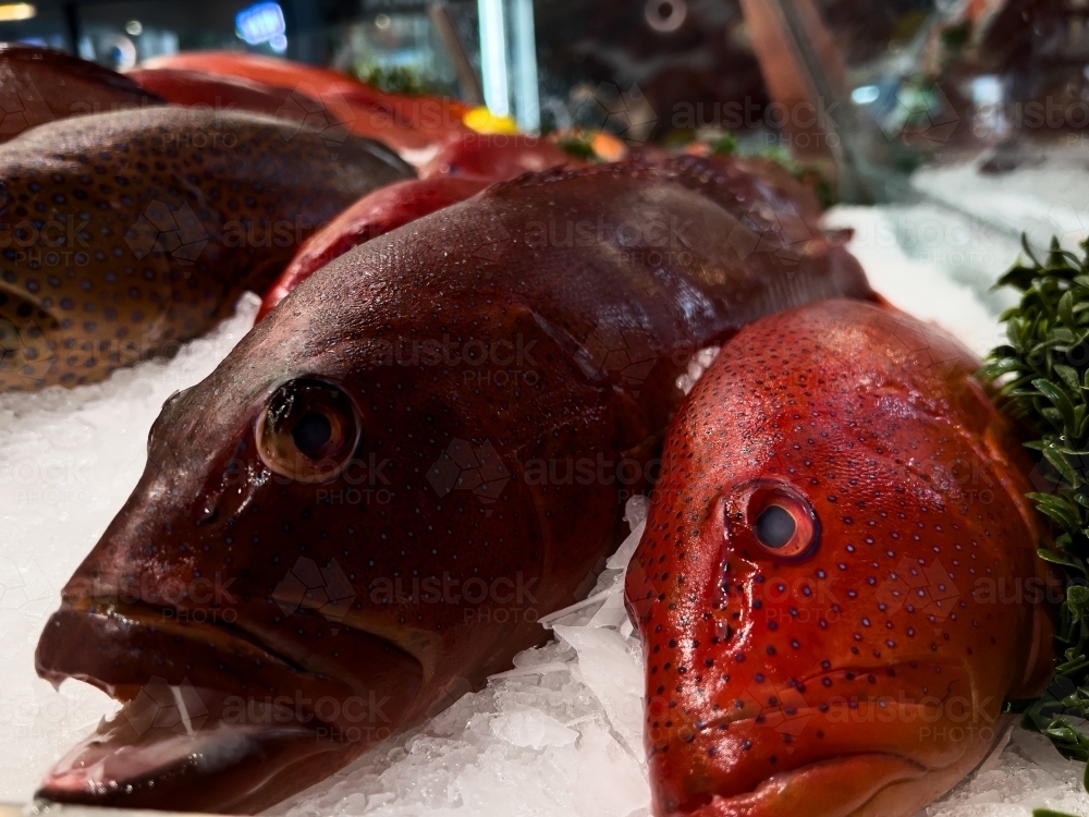 Fresh Queensland Coral Trout displayed on ice - Australian Stock Image