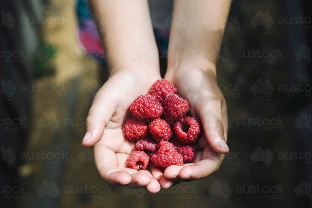 Fresh raspberries in childs hands - Australian Stock Image
