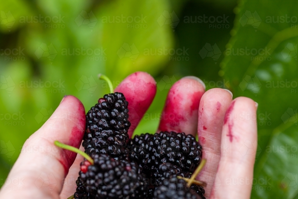 Fresh ripe mulberries and stained fingers from picking berries - Australian Stock Image