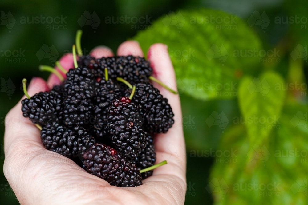 Fresh ripe mulberries held in hand with copy space - Australian Stock Image