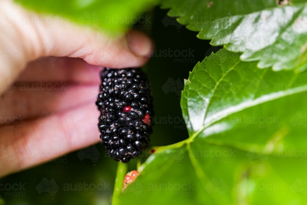 Fresh ripe mulberry being picked from tree close up - Australian Stock Image