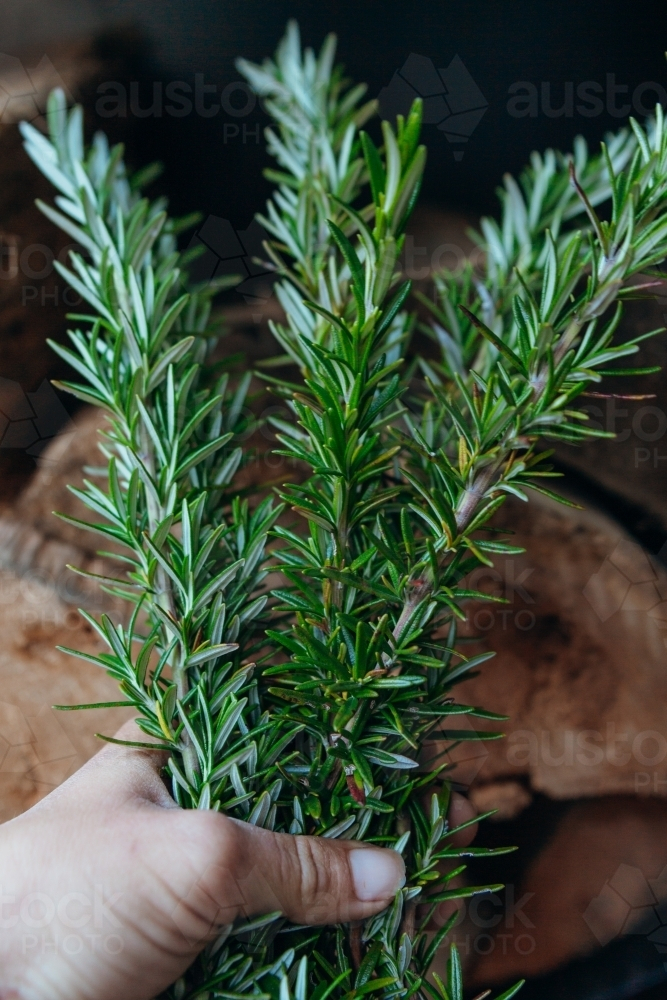 Fresh rosemary herb sprigs from the garden - Australian Stock Image