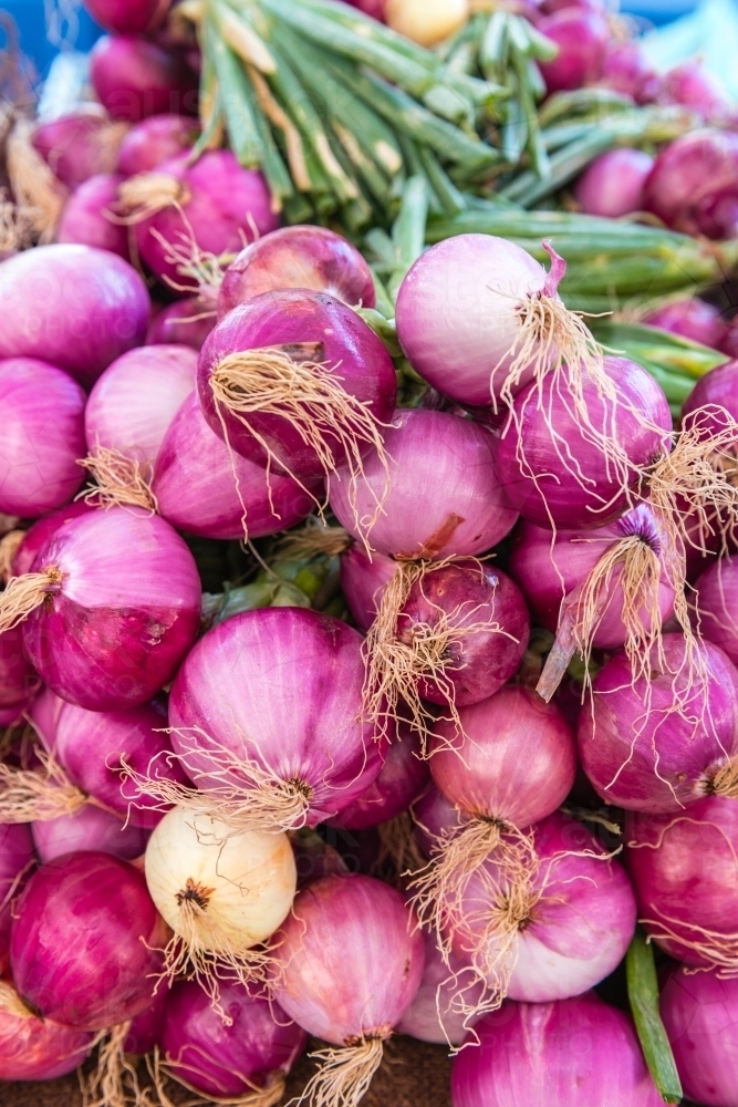 fresh round purple or spanish onion at an organic vegetable market - Australian Stock Image