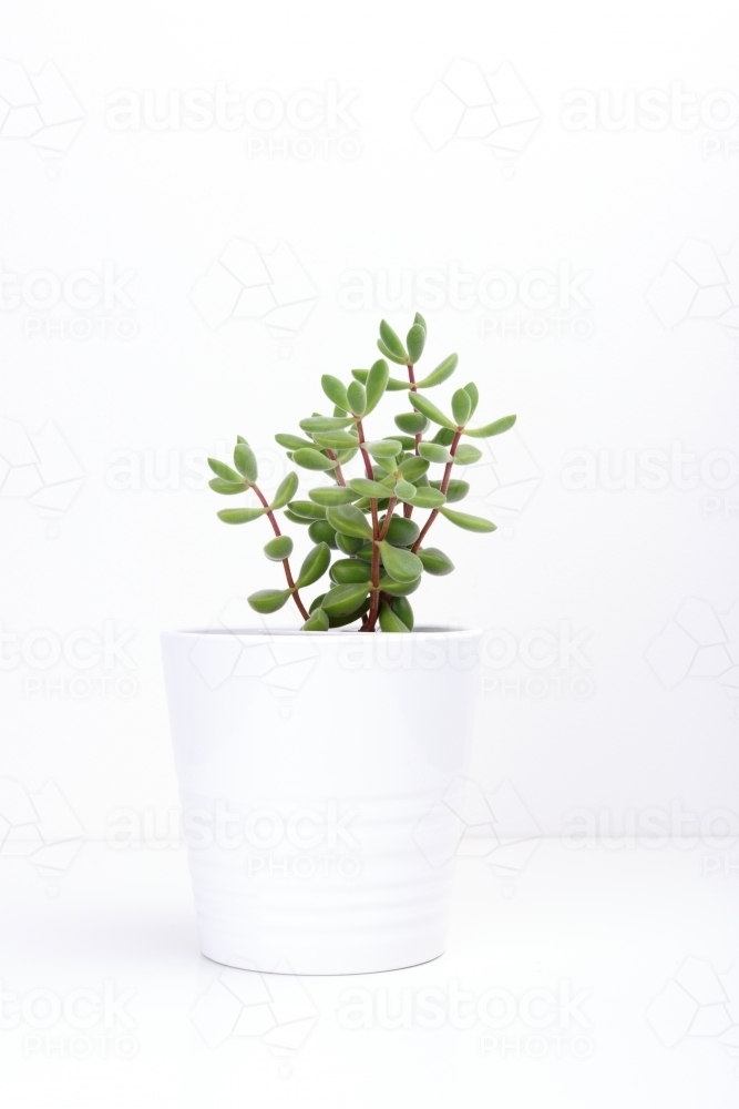 Fresh succulent plant in white pot, on white background. - Australian Stock Image