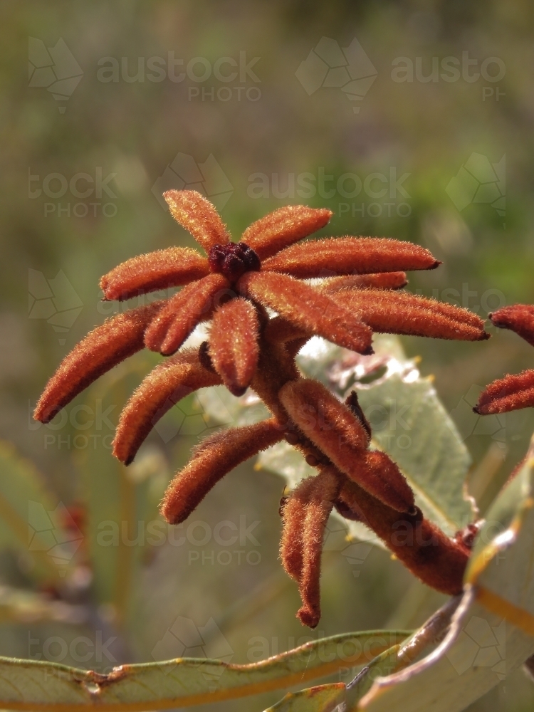 Fresh, textured, bronze coloured leaves of native Hakea - Australian Stock Image