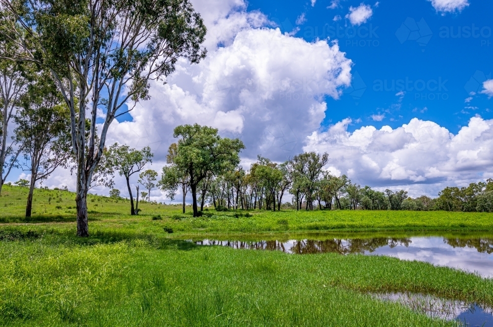 fresh water pond surrounded by tall green grass and tree in the foreground - Australian Stock Image