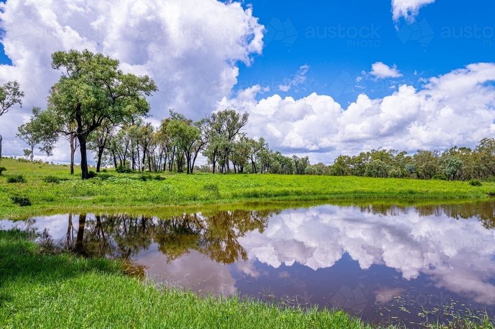 fresh water pond surrounded by tall green grass and tree in the foreground - Australian Stock Image
