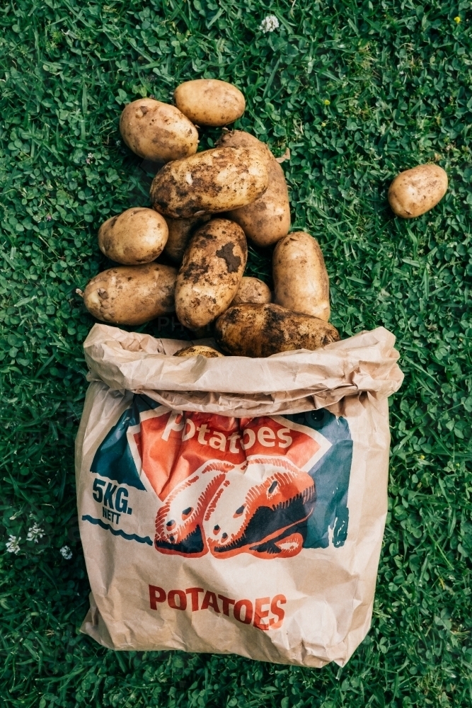 Freshly dug potatoes on the grass. - Australian Stock Image