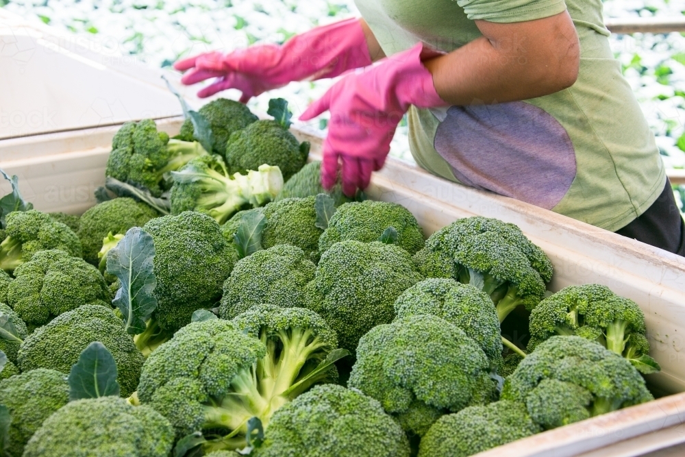 Freshly harvested broccoli being placed in tubs - Australian Stock Image