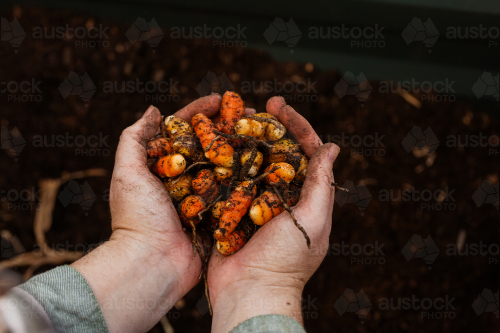 Freshly harvested Turmeric plant rhizomes in gardeners dirty hands - Australian Stock Image
