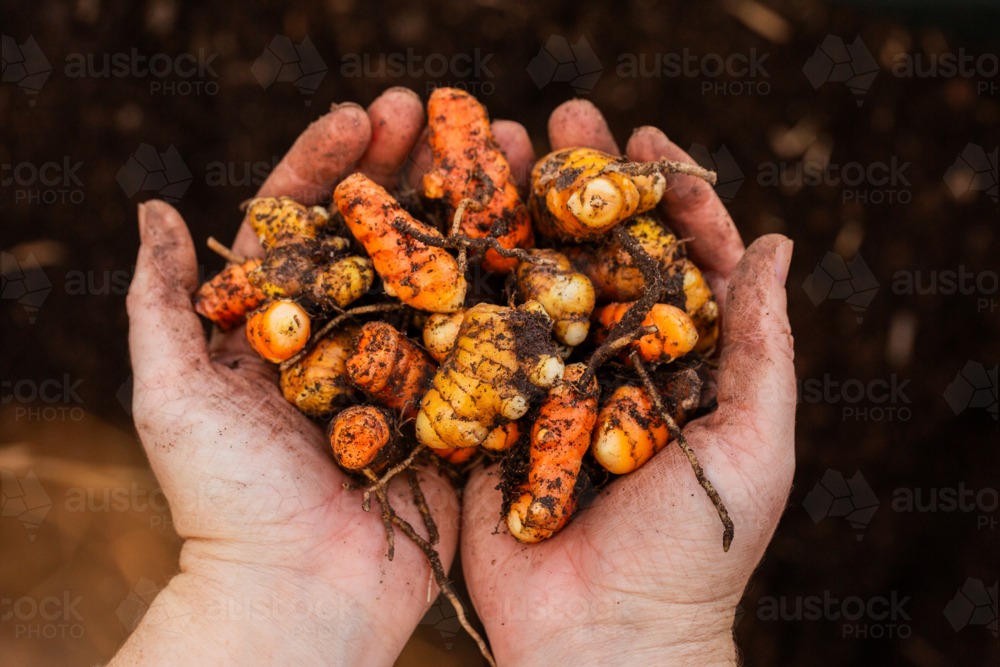Freshly harvested Turmeric plant rhizomes in gardeners hands - Australian Stock Image