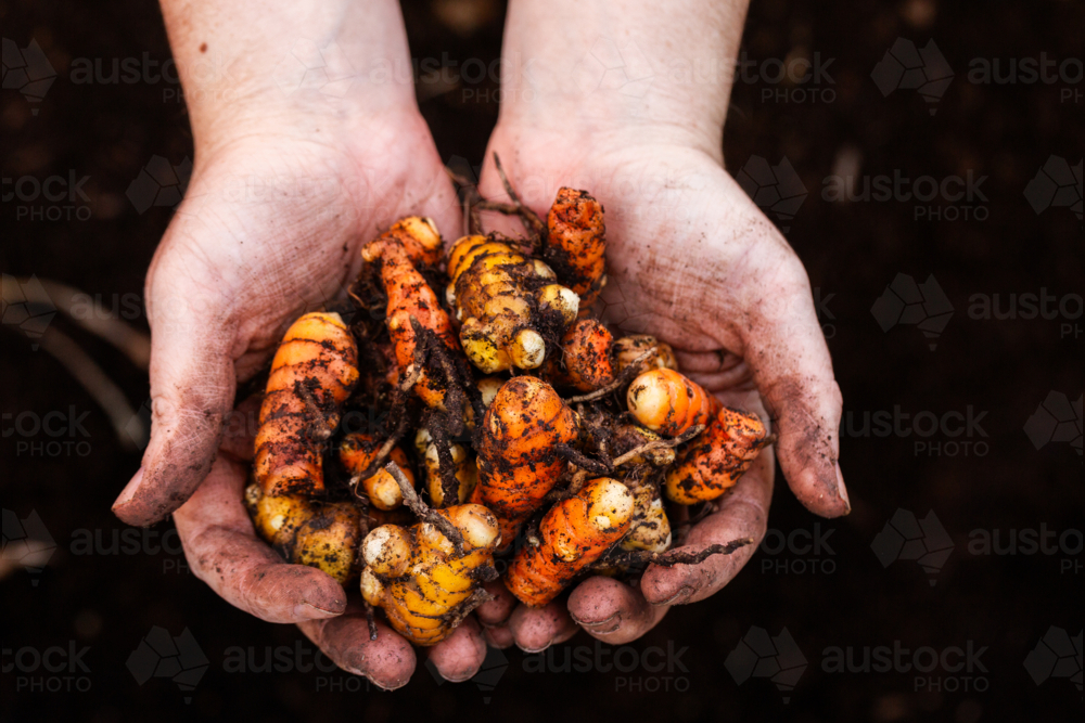 Freshly harvested Turmeric plant rhizomes in gardeners hands covered in soil - Australian Stock Image