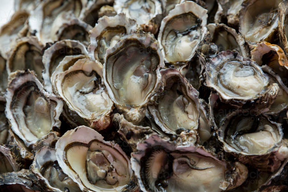 Freshly opened oysters - Australian Stock Image