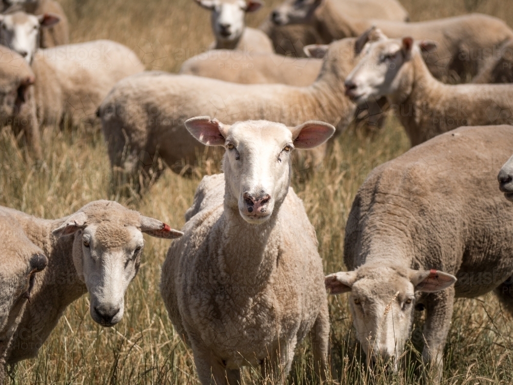 Freshly shorn sheep grazing in paddock. - Australian Stock Image