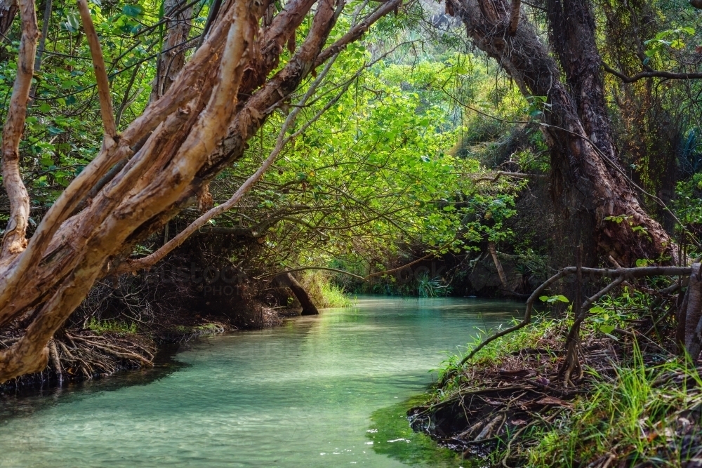 freshwater stream, Eli Creek, Fraser Island - Australian Stock Image