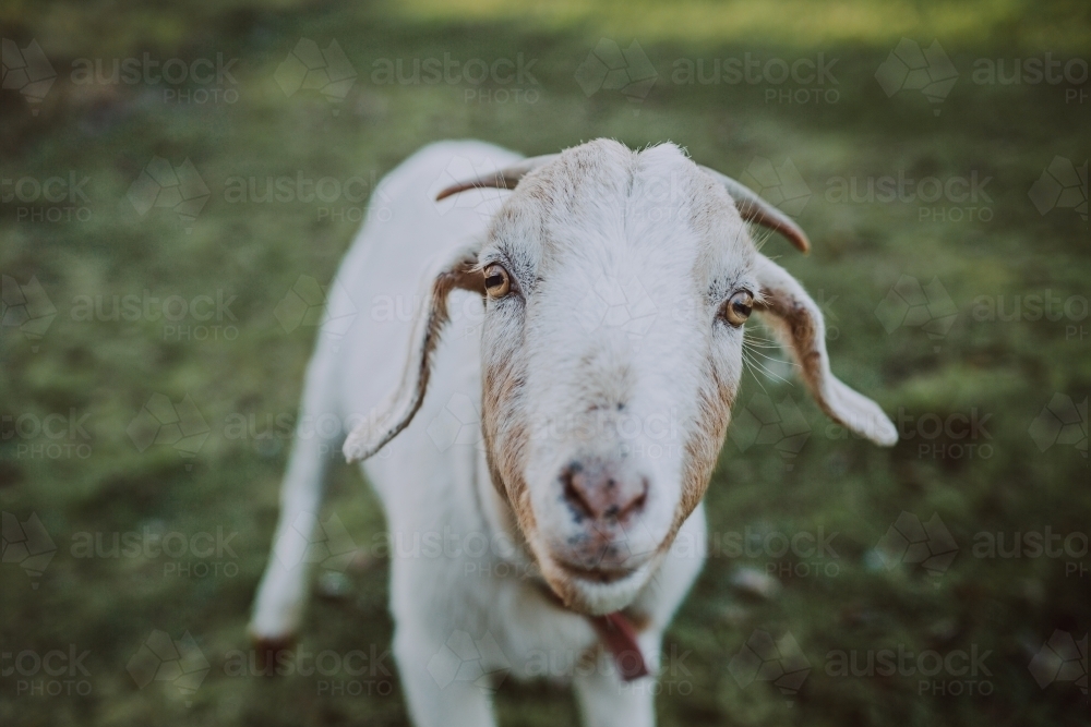 Friendly goat standing in paddock looking at camera - Australian Stock Image