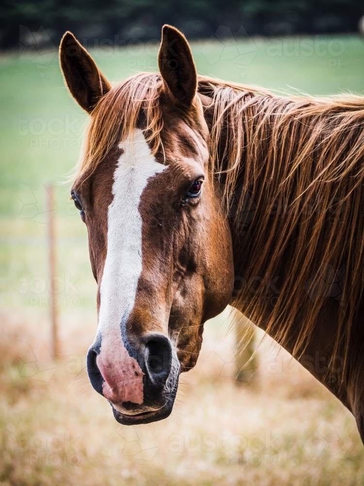 Image of Friendly handsome chestnut horse with white face looking at