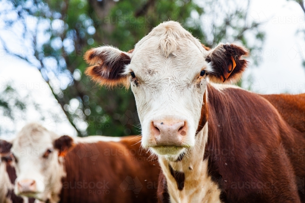 Friendly Hereford cows coming close up - Australian Stock Image