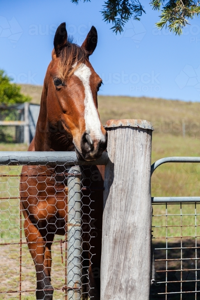 Friendly horse with head over backyard fence - Australian Stock Image