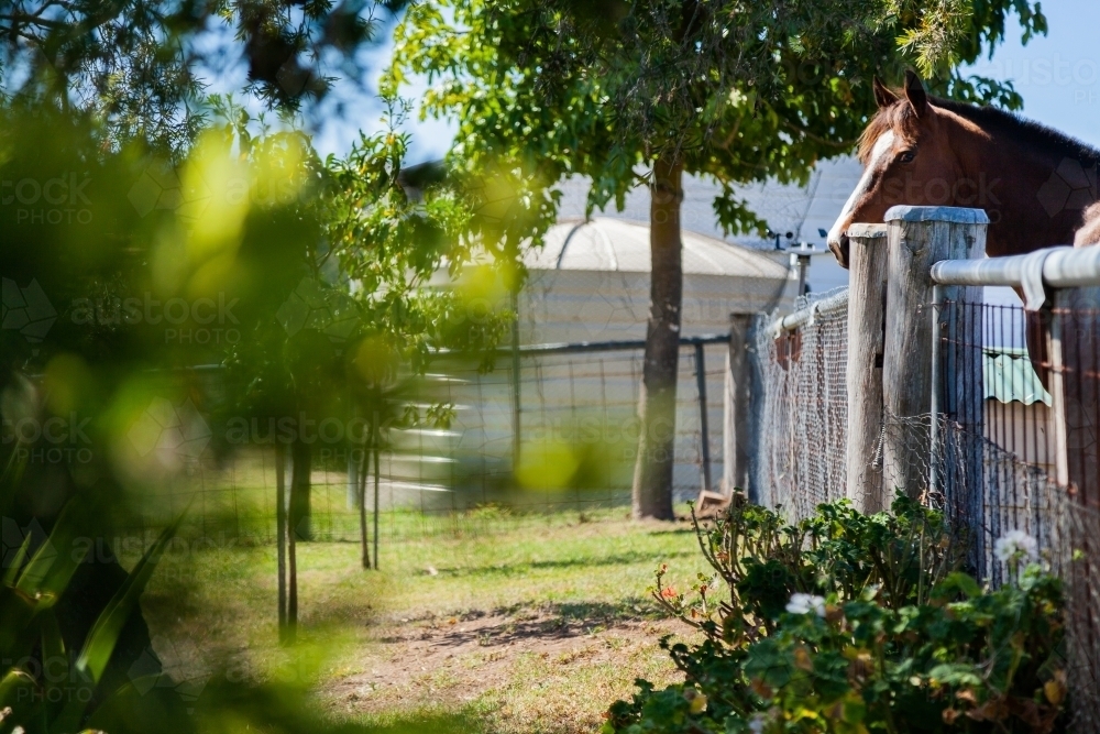 Friendly horse with head over backyard fence - Australian Stock Image