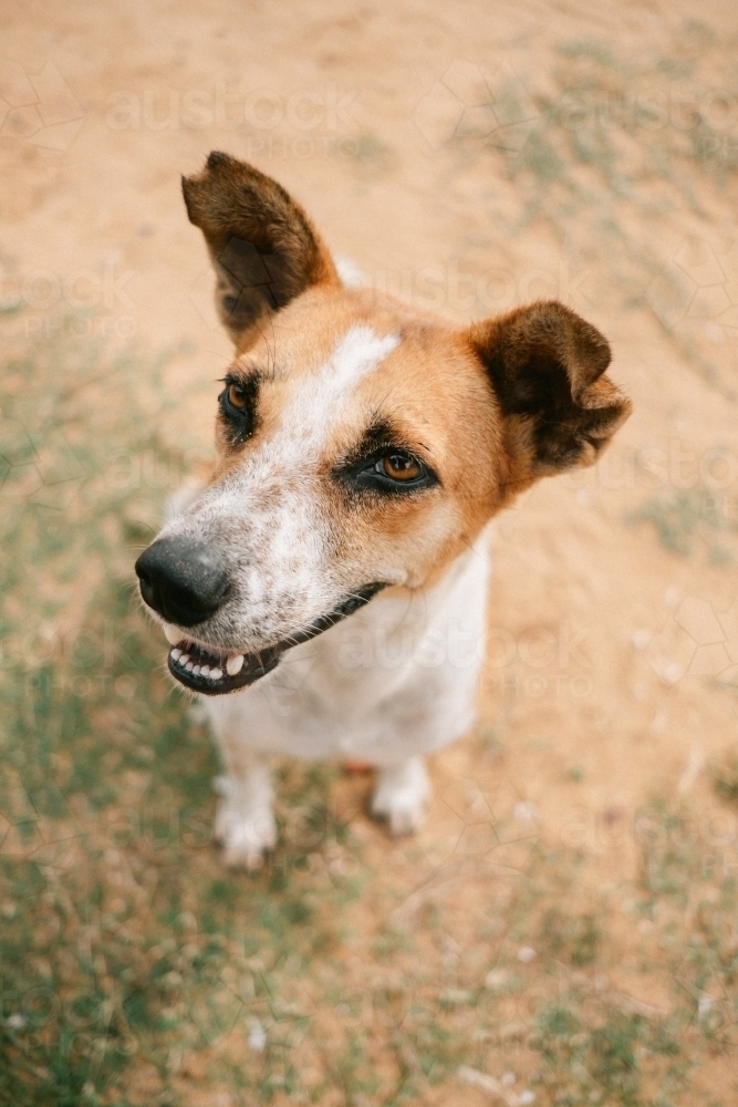Friendly mixed breed dog - Australian Stock Image