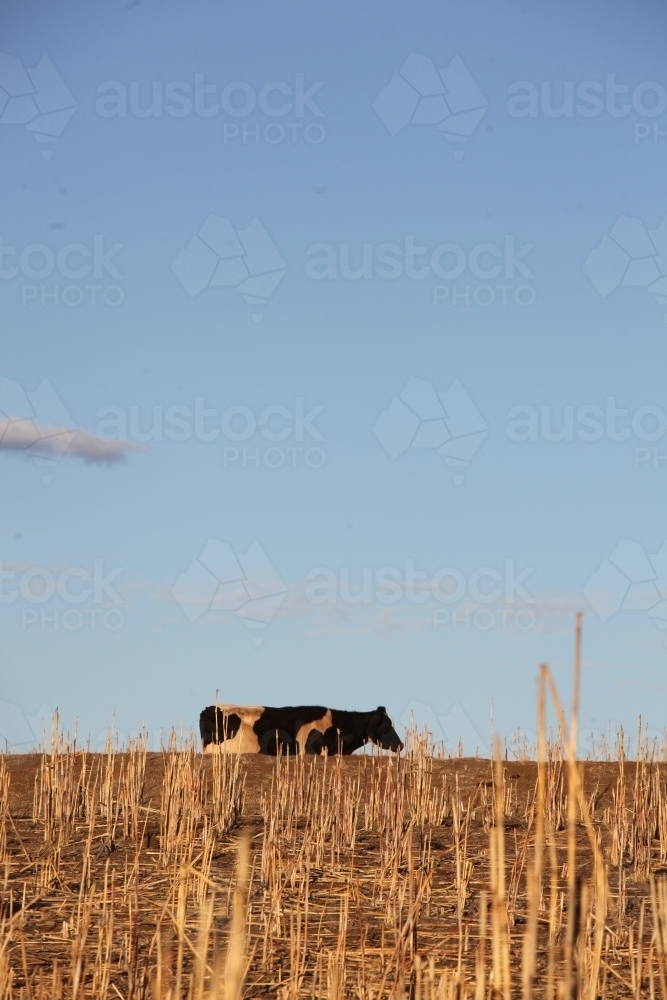 Friesian dairy cow in distance walking by harvested sorghum crop, space at top of portrait - Australian Stock Image