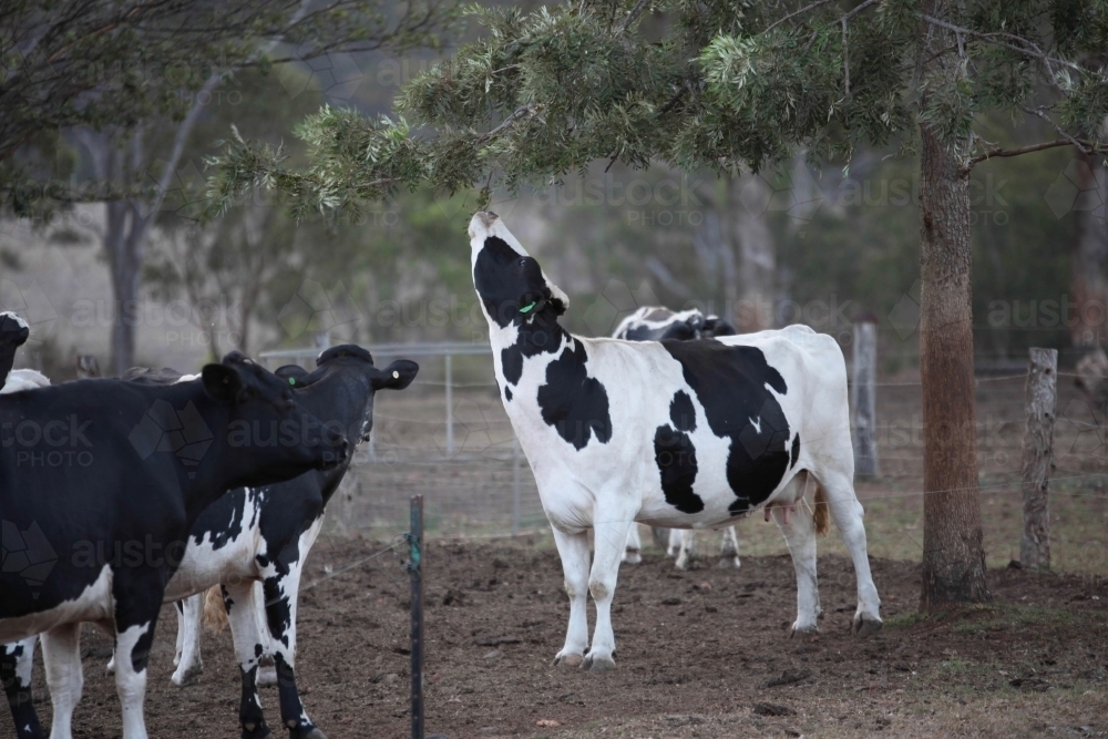 Friesian dairy cow reaches for leaves on branch on dairy farm, black and white cows - Australian Stock Image