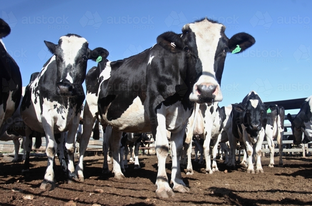 Friesian dairy cows after milking on dairy farm, looking to camera - Australian Stock Image