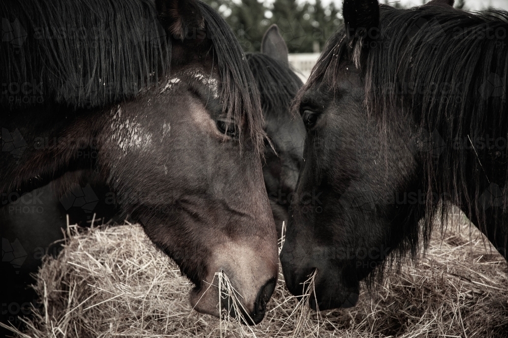 friesian horses together close up heads eating hay - Australian Stock Image