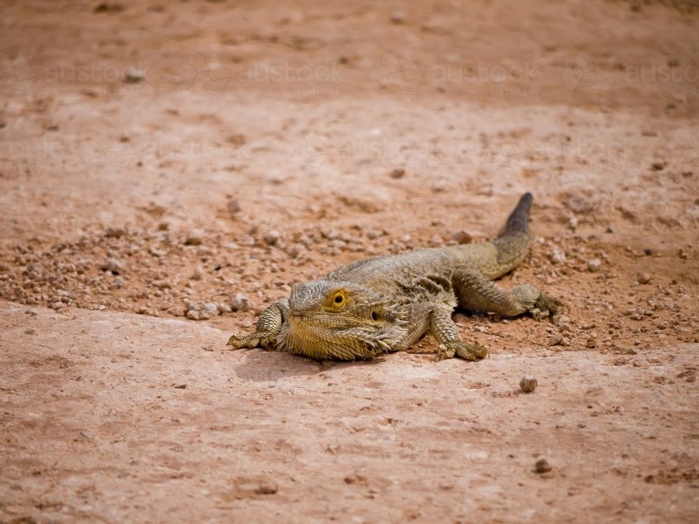 Frilled neck Lizard on dry barren reddish brown soil - Australian Stock Image