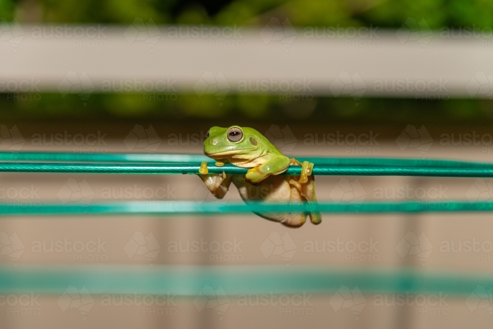 Frog hanging on clothes line - Australian Stock Image