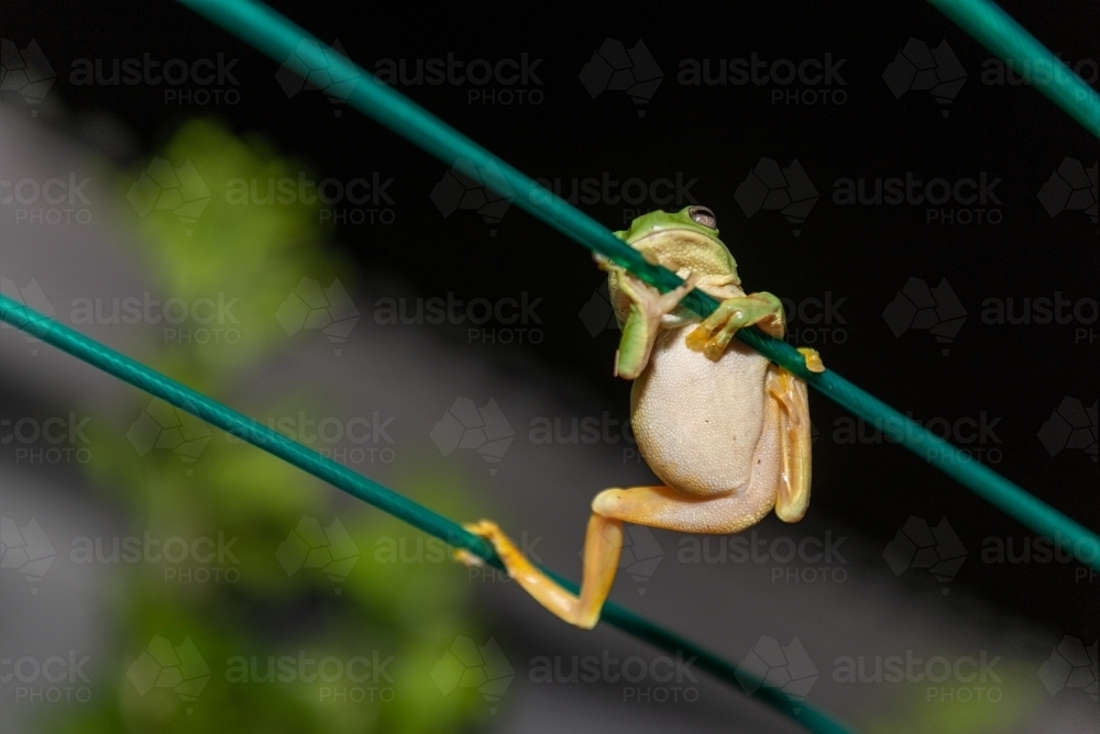 Frog hanging on clothes line - Australian Stock Image