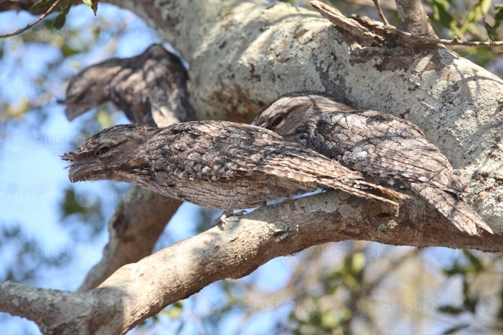Frogmouth owls.  Daytime nap. - Australian Stock Image